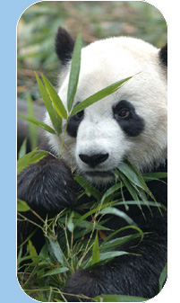 Panda Teachings
